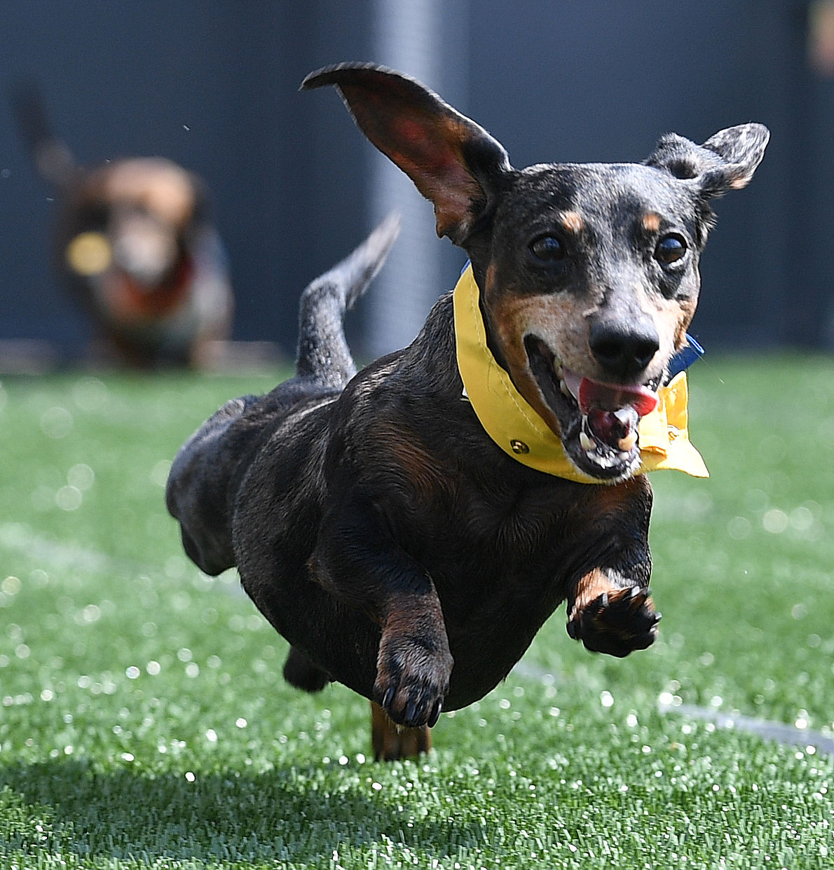 Wienerfest